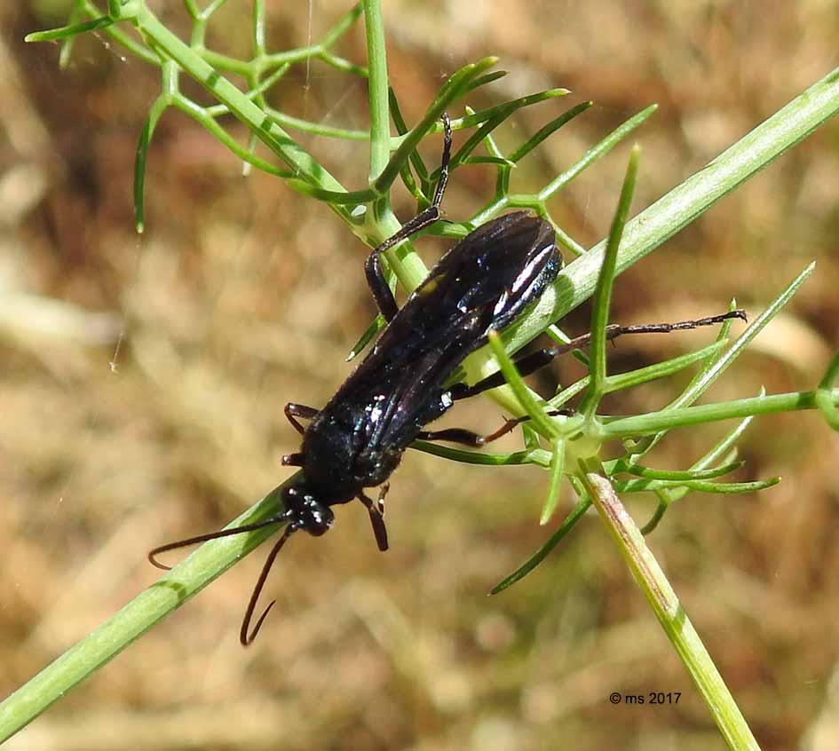 Ichneumonidae (Trogus lapidator)  e Pompilidae